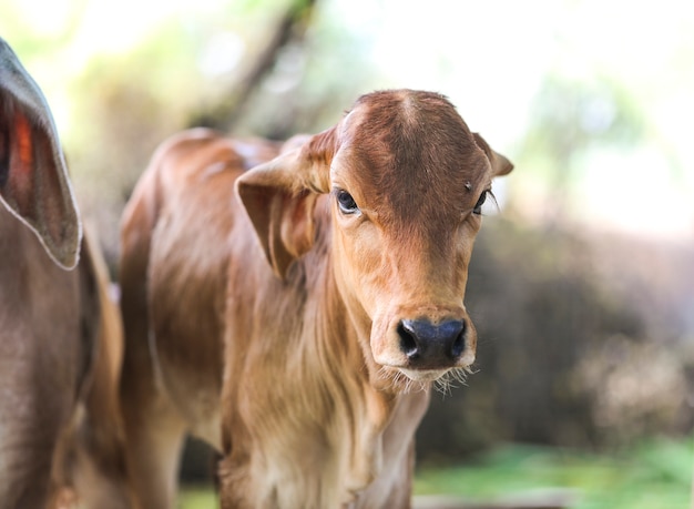 Pretty little baby cow o vitello su terreni agricoli