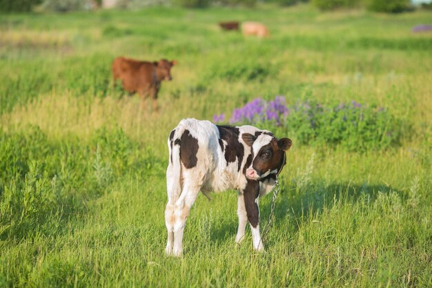 Pretty little calf standing alone