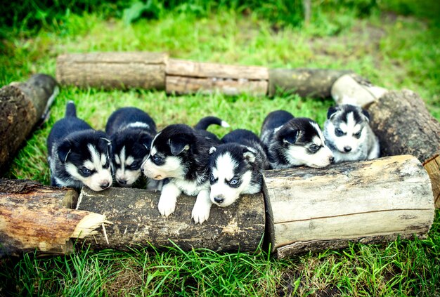 庭で屋外のかわいいハスキー子犬