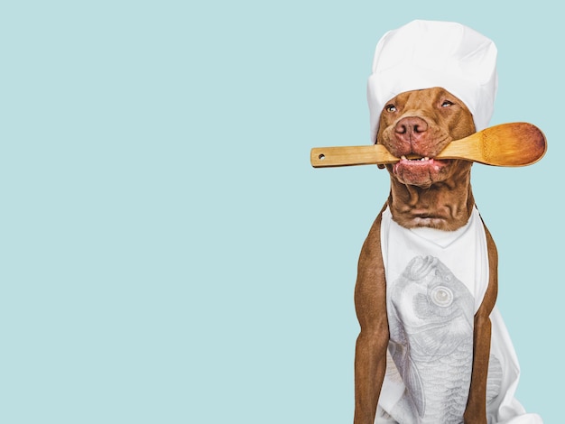 Pretty lovable brown puppy white chef's hat