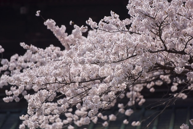 可愛くて素敵なピンクの桜の壁紙の背景、東京、ソフトフォーカス