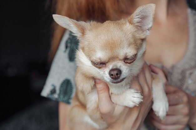 手にチワワ犬とかなり成熟した女性