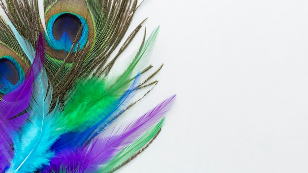 Photo pretty peacock feathers with copy space