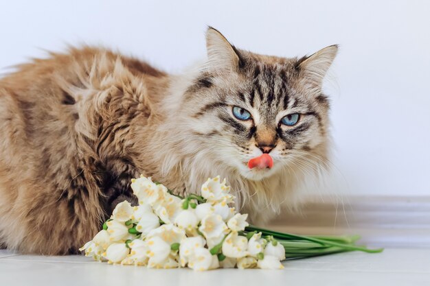 A pretty pedigree cat sits near white spring flowers and licked up