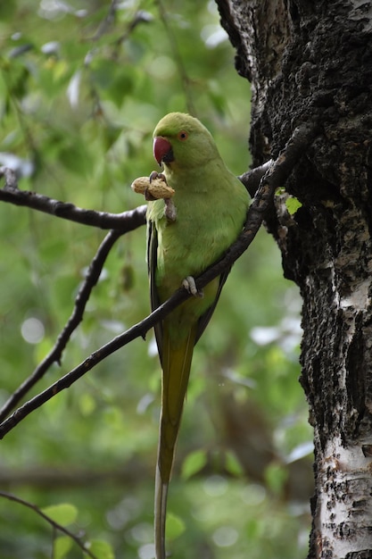 Довольно уравновешенный маленький зеленый попугай на тонкой ветке дерева ест орех