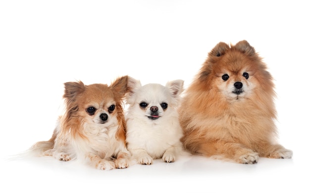 Pretty pomeranian and chihuahuas