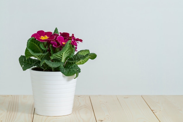 Pretty pot with purple flowers