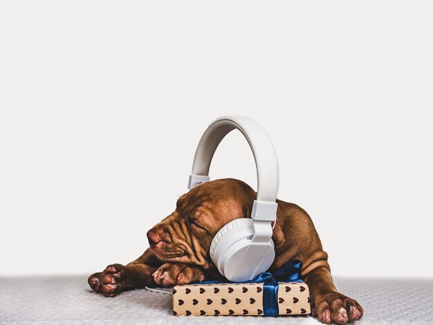 Милый щенок шоколадного окраса слушает музыку