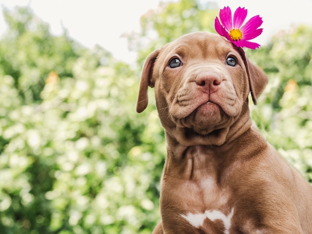 Pretty puppy of chocolate color with a bright flower on his head on a background of blue sky on a clear, sunny day.