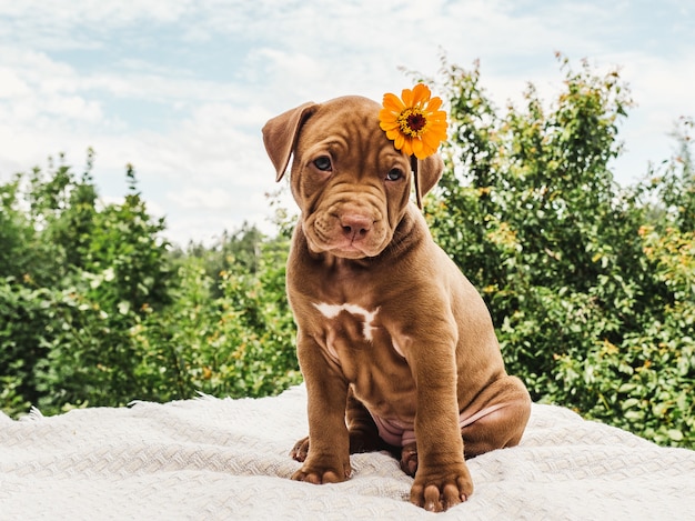 Pretty puppy of chocolate color with a bright flower on his head on a background of blue sky on a clear, sunny day.