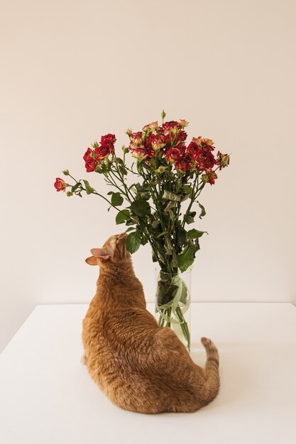 Pretty red cat sniffing red roses bouquet in vase against white wall