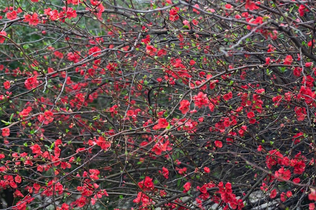 Довольно красные цветы японской айвы chaenomeles japonica, покрытые каплями дождя