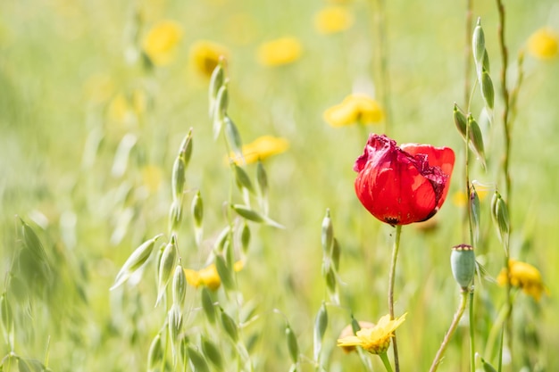 A pretty red poppie and lovely yellow daisies during spring