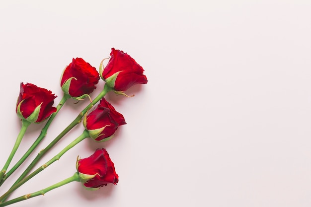 Pretty red roses on white background