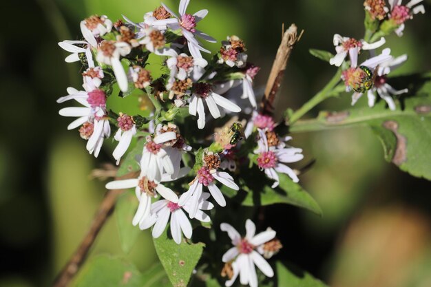 Photo pretty small calico aster flowers