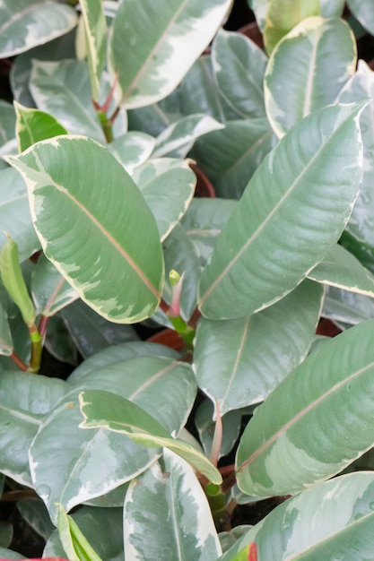 Pretty sprinkled varigated garden plant, stock photo