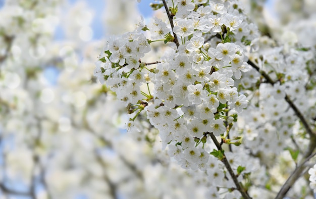 Pretty white flowers of a cherry tree in spring