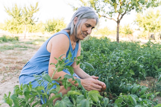 Pretty white haired woman in a tomato orchard