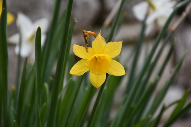 春先のきれいな黄色の水仙の花