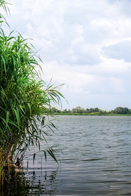 Preview landscape river reeds and stems