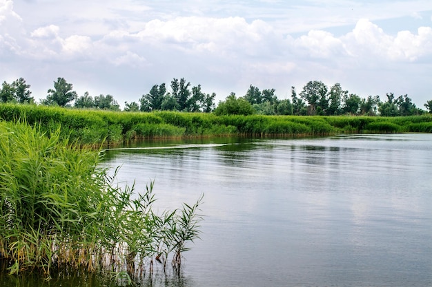 Preview landscape river reeds and stems