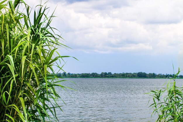 Preview landschap rivierriet en stengels