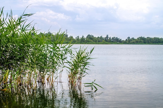 Preview landschap rivierriet en stengels