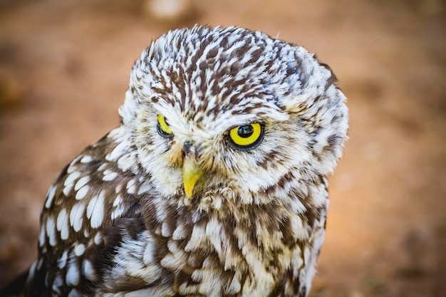 prey, cute little owl, gray and yellow beak and white feathers