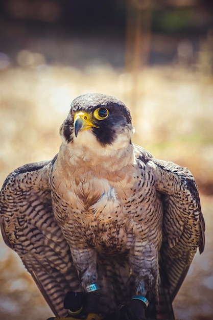 Photo prey raptor, peregrine falcon with open wings , bird of high speed