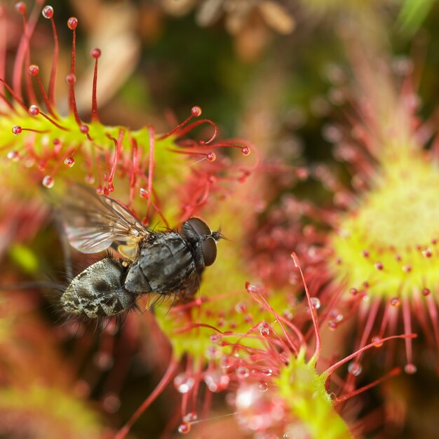 Photo prey sundew eating caught fly