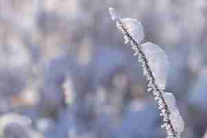 Photo a prickly branch of a wild rose covered with frost and caps of snow