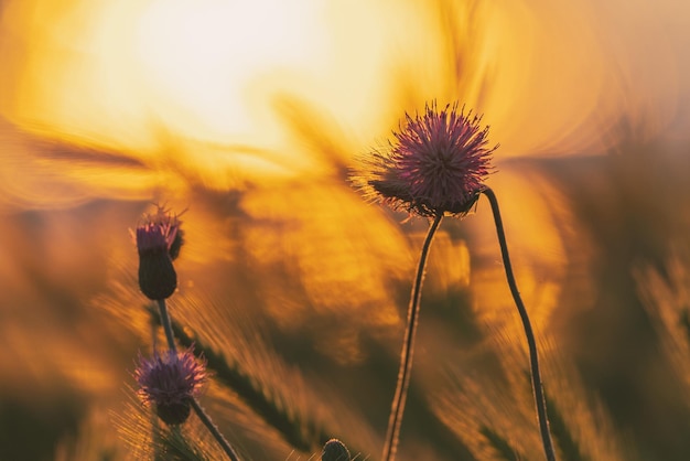 Prickly bush of the sea at sunrise