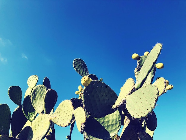 Foto cactus spinoso in un altro giorno d'estate