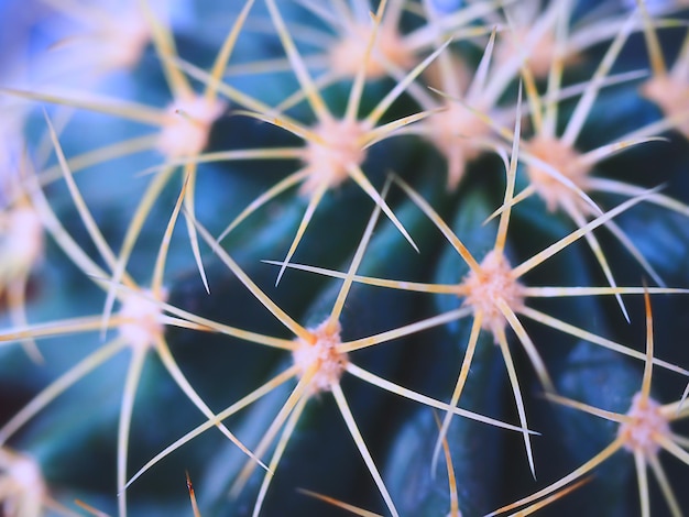 Prickly cactus close-up abstract background