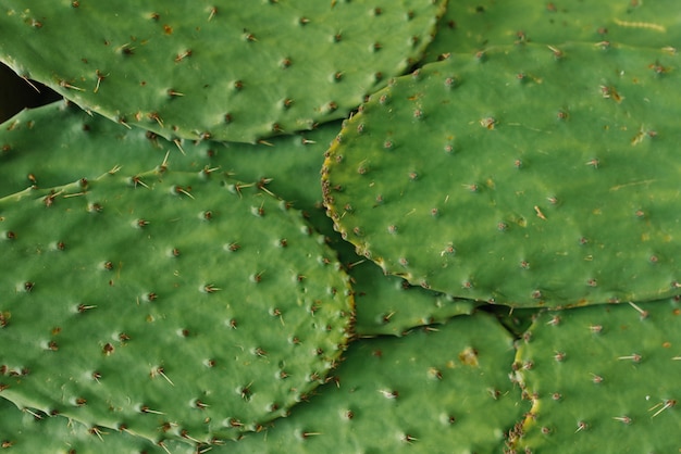 Prickly cactus leaves