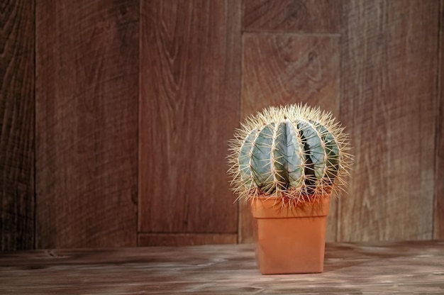 Prickly cactus in pot on vintage wooden background