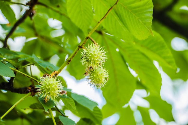 Photo prickly chestnuts against the background of green leaves and blue sky ripe chestnuts