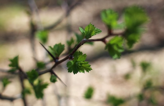 Prickly green budding hawthorn branch in spring