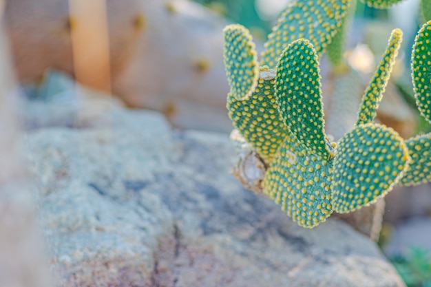 Photo prickly pear also called nopal opuntia ficusindica indian fig opuntia or barbary fig it is a cactus with edible round fruits with prickles called tuna