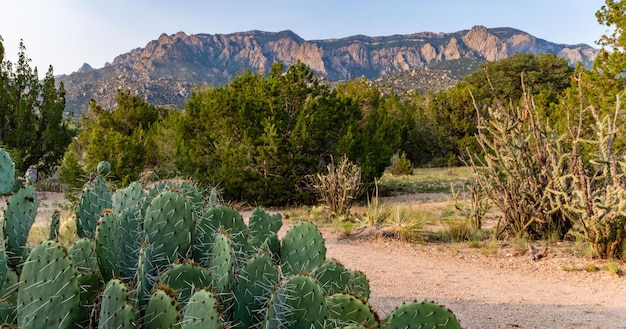 Prickly Pear Cacti of the Sandias New Mexico