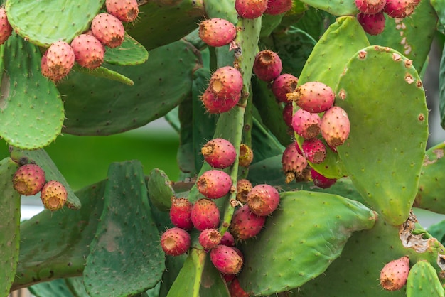 Prickly pear cactus fruit