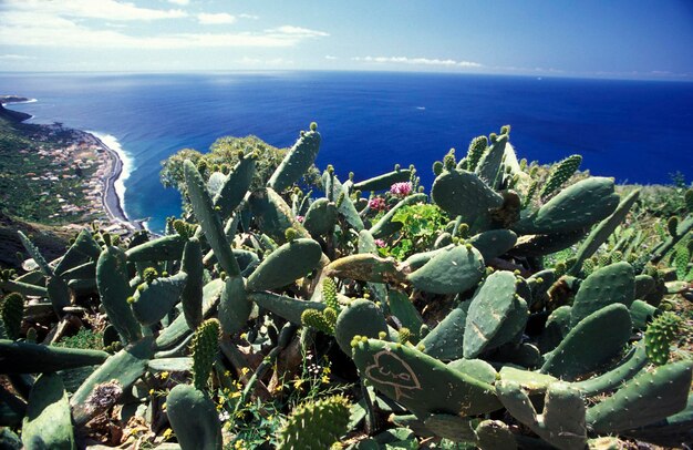 Foto cactus di pera spinosa che cresce sulla montagna contro il mare blu