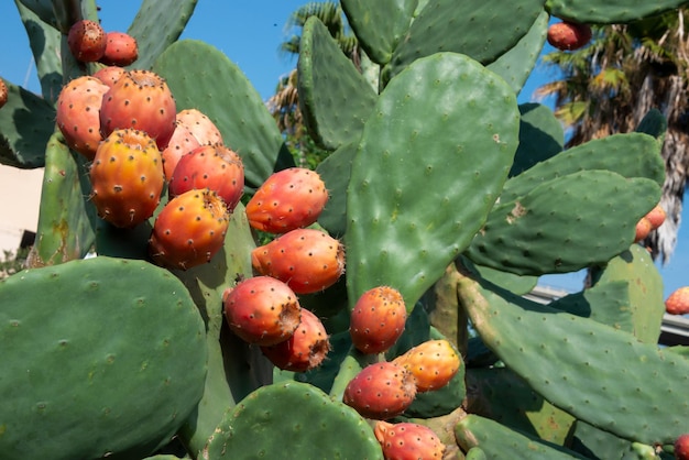 Prickly pear cactus or opuntia ficusindica Indian fig opuntia with ripe fruits