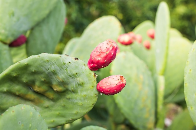 Prickly pear cactus with fruit. Prickly Pear with cactus fruits outdoor closeup