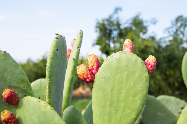 Prickly pear cactus with fruit. Prickly Pear with cactus fruits outdoor closeup