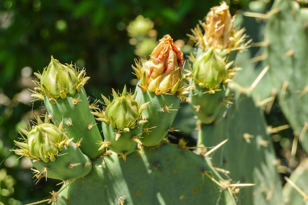 Prickly pear cactus with numerous yellow flowers, grows in the park, outdoors.