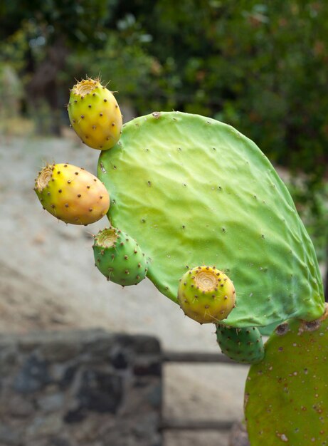 Prickly pear cactus