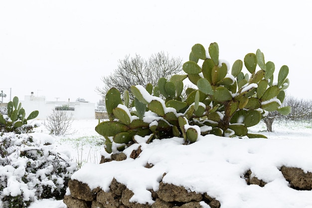 南イタリア、プーリアの田園地帯で雪に覆われたウチワサボテン。サレントでの並外れた降雪後の美しい風景