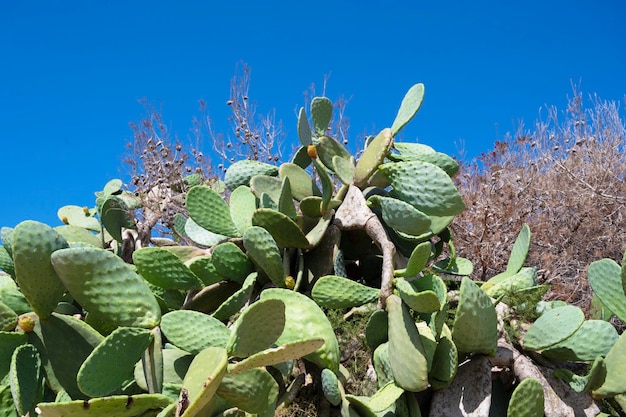 写真 野生のウチワ植物