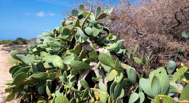 Prickly pear plants in the wild